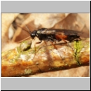 Symphyta sp - Blattwespe 02a 9mm.jpg